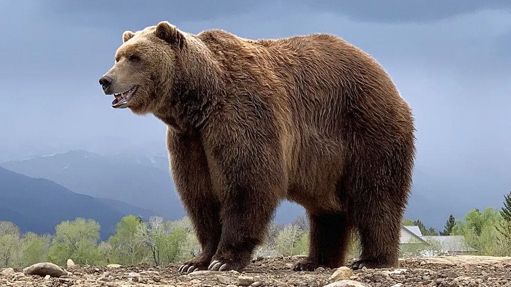 당신이 제일 좋아하는 동물은 무엇입니까? What is my favorite animal